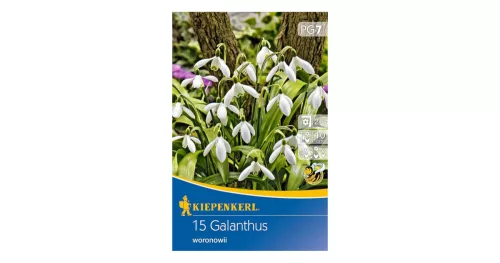 Hóvirág Galanthus woronowii virághagyma