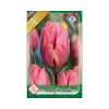 Tulipa Triumph Pretty Princess 6 db Tulipa Pretty Princess