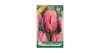 Tulipa Triumph Pretty Princess 6 db Tulipa Pretty Princess