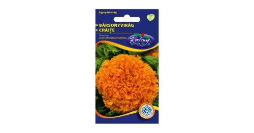 Bársonyvirág alacsony nagyvirágú narancssárga