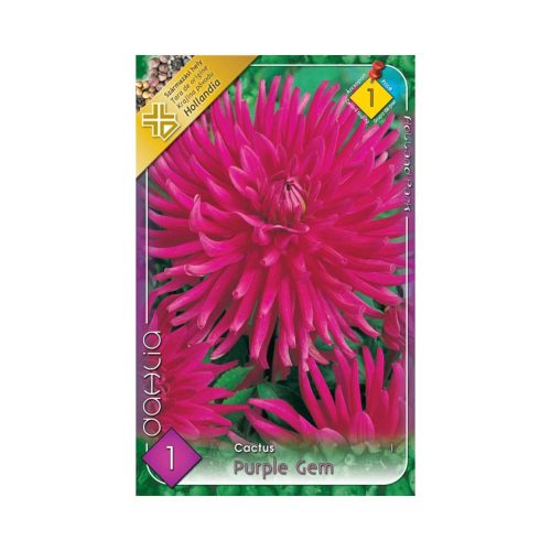 Dália/Dahlia Cactus Purple Gem/Kaktusz dália virághagyma