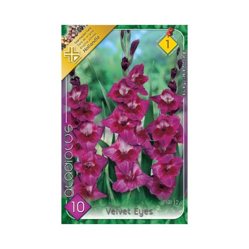 Kardvirág/Kiepenkerl Gladiolus Velvet-Eyes /Kardvirág virághagyma