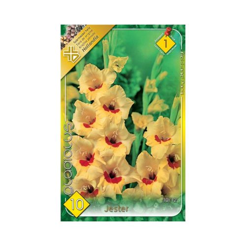 Kardvirág/Gladiolus Jester/Sárga kardvirág virághagyma