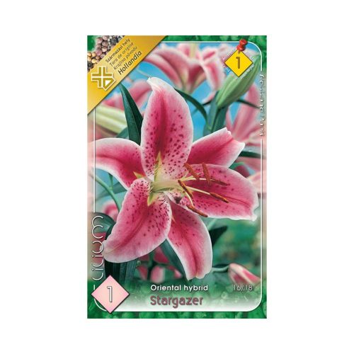 Liliom/Lilium Oriental hybrid Stargaze/Liliom virághagyma