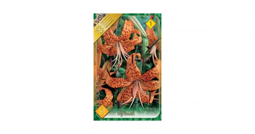 Liliom/Lilium Tigrinum/Tigrisliliom virághagyma