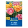 Tulipán Bright Harmony virághagyma