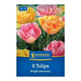 Tulipán Bright Harmony virághagyma