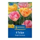 Tulipán Bright Harmony virághagyma