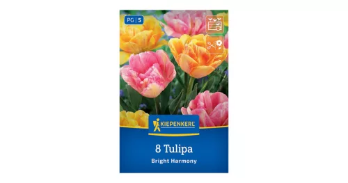 Tulipán Bright Harmony virághagyma