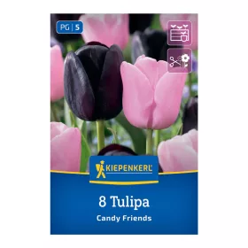 Tulipán Candy Friends virághagyma