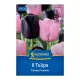 Tulipán Candy Friends virághagyma