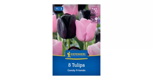 Tulipán Candy Friends virághagyma