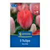 Tulipán Van Eijk virághagyma