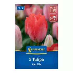 Tulipán Van Eijk virághagyma