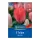 Tulipán Van Eijk virághagyma
