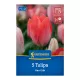Tulipán Van Eijk virághagyma