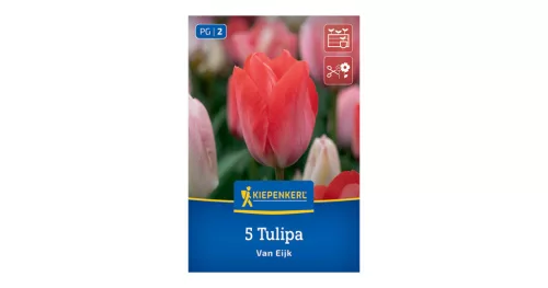Tulipán Van Eijk virághagyma