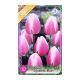 Triumph tulipán 10 db Tulipa Valentine-Synaeda Blue