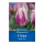 Tulipán Happy Feet virághagyma
