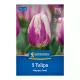 Tulipán Happy Feet virághagyma