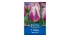 Tulipán Happy Feet virághagyma
