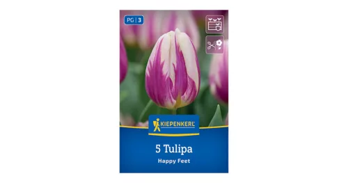 Tulipán Happy Feet virághagyma