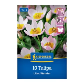 Tulipán Lilac Wonder virághagyma