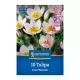 Tulipán Lilac Wonder virághagyma