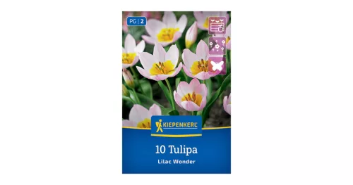 Tulipán Lilac Wonder virághagyma