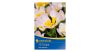 Tulipán Lilac Wonder virághagyma
