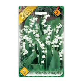 Gyöngyvirág Convallaria majalis virághagyma