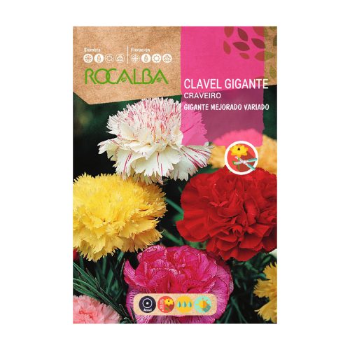 Szegfű Chabaud Gigante színkeverék ROCALBA