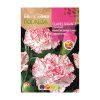 Szegfű Chabaud cirmos Blanco-Rojo ROCALBA