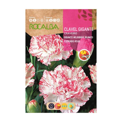 Szegfű Chabaud cirmos Blanco-Rojo ROCALBA