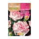 Szegfű Chabaud cirmos Blanco-Rojo ROCALBA