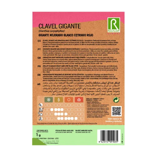 Szegfű Chabaud cirmos Blanco-Rojo ROCALBA