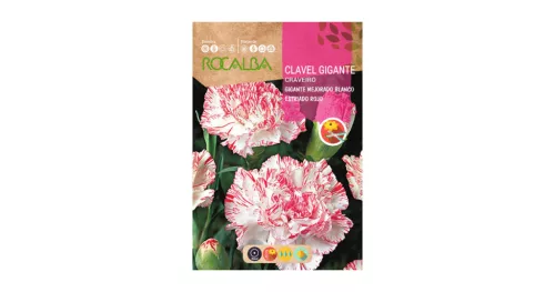 Szegfű Chabaud cirmos Blanco-Rojo ROCALBA