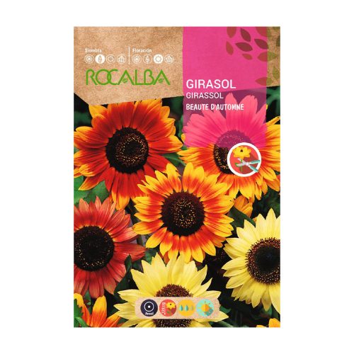 Napraforgó Beaute DAutomne ROCALBA