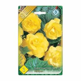 Gumós Begónia Yellow Double large flowering virághagyma
