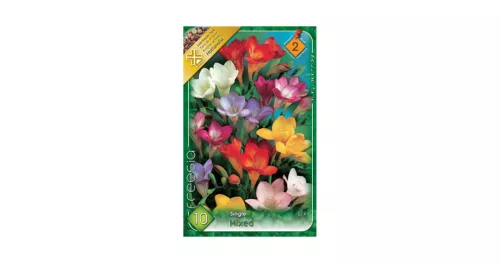 Frézia egyszerű virágú színkeverék 10 db Freesia Single Mixed