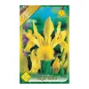 Virághagyma Írisz Royal Yellow