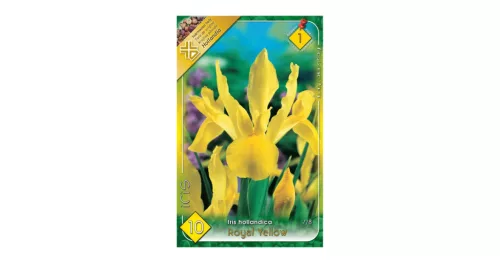 Virághagyma Írisz Royal Yellow