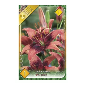 Virághagyma Liliom Whistler