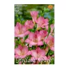 Virághagyma Frézia Single Pink