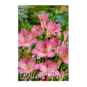 Virághagyma Frézia Single Pink
