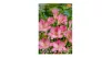 Virághagyma Frézia Single Pink