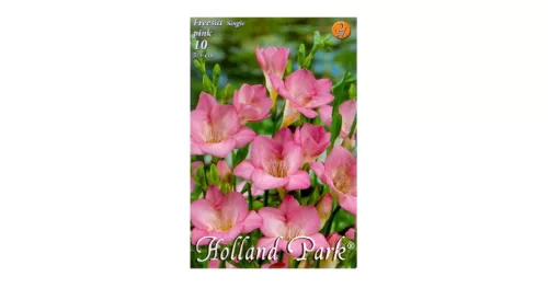 Virághagyma Frézia Single Pink