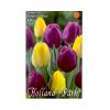 Tulipán Duó lila-sárga 10 db Tulipa Duo Purple-Yellow