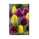 Tulipán Duó lila-sárga 10 db Tulipa Duo Purple-Yellow