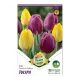 Tulipán Duó lila-sárga 10 db Tulipa Duo Purple-Yellow